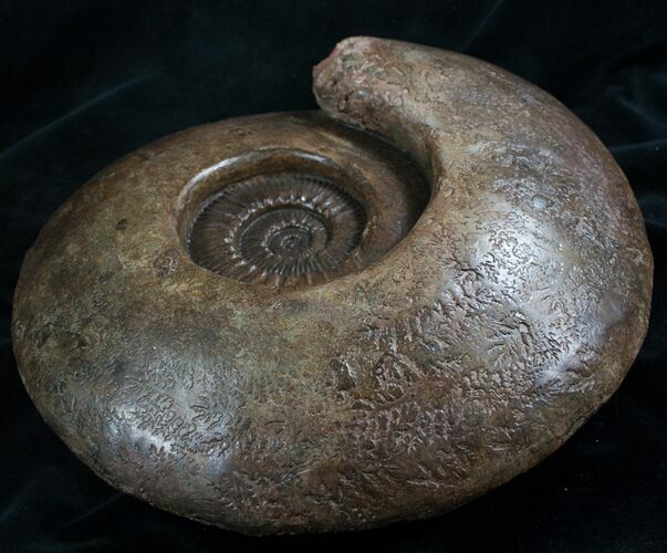 Huge Hammatoceras Ammonite From France #7995